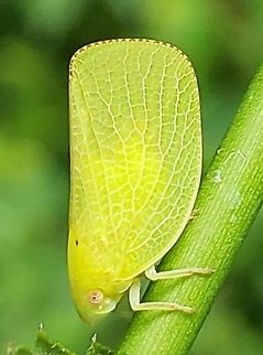 Acanalonia conica This is a picture of a Acanalonia conica at the Governor Bridge Natural Area in Bowie, Maryland. Acanalonia conica,Geotagged,Green cone-headed planthopper,Summer,United States