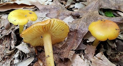 Hygrocybe chlorophana This is a picture of Hygrocybe chlorophana at the Governor Bridge Natural Area in Bowie, Maryland. Geotagged,Golden Waxycap,Hygrocybe chlorophana,Spring,United States