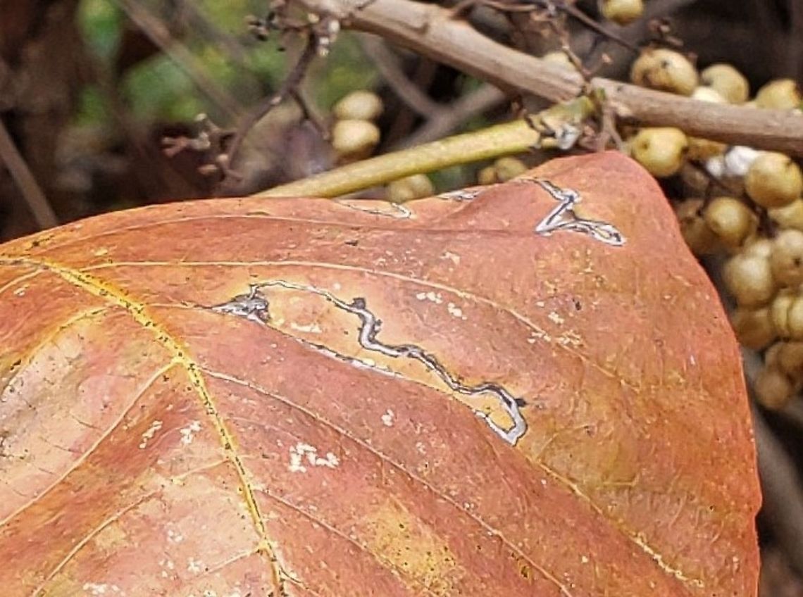 Stigmella rhoifoliella This is a picture of Stigmella rhoifoliella at Alpha Ridge Park in Marriottsville, Maryland. Fall,Geotagged,Stigmella rhoifoliella,United States
