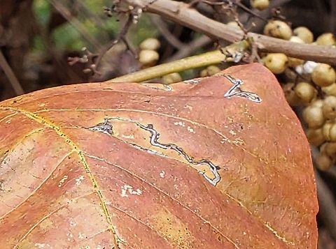 Stigmella rhoifoliella This is a picture of Stigmella rhoifoliella at Alpha Ridge Park in Marriottsville, Maryland. Fall,Geotagged,Stigmella rhoifoliella,United States