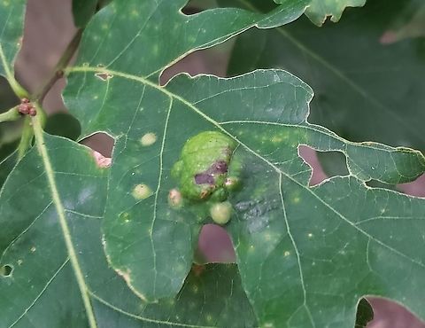 Taphrina caerulescens This is a picture of Taphrina caerulescens at Downs Park in Pasadena, Maryland. Geotagged,Oak Leaf Blister,Spring,Taphrina caerulescens,United States