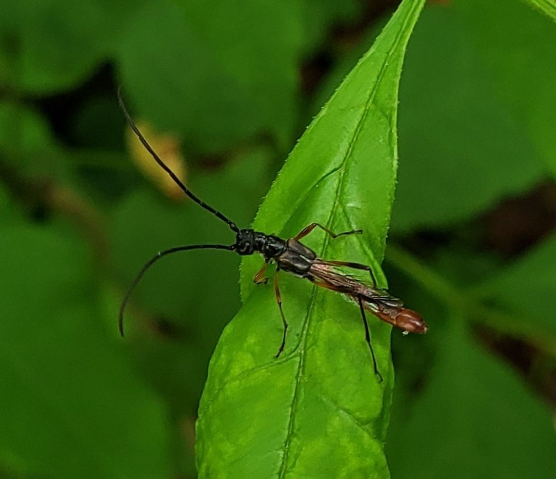 Necydalis mellita This is a picture of a Necydalis mellita along the Grist Mill Trail at Patapsco Valley State Park in Catonsville, Maryland. Geotagged,Necydalis mellita,Spring,United States