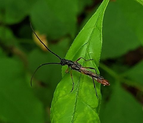 Necydalis mellita This is a picture of a Necydalis mellita along the Grist Mill Trail at Patapsco Valley State Park in Catonsville, Maryland. Geotagged,Necydalis mellita,Spring,United States