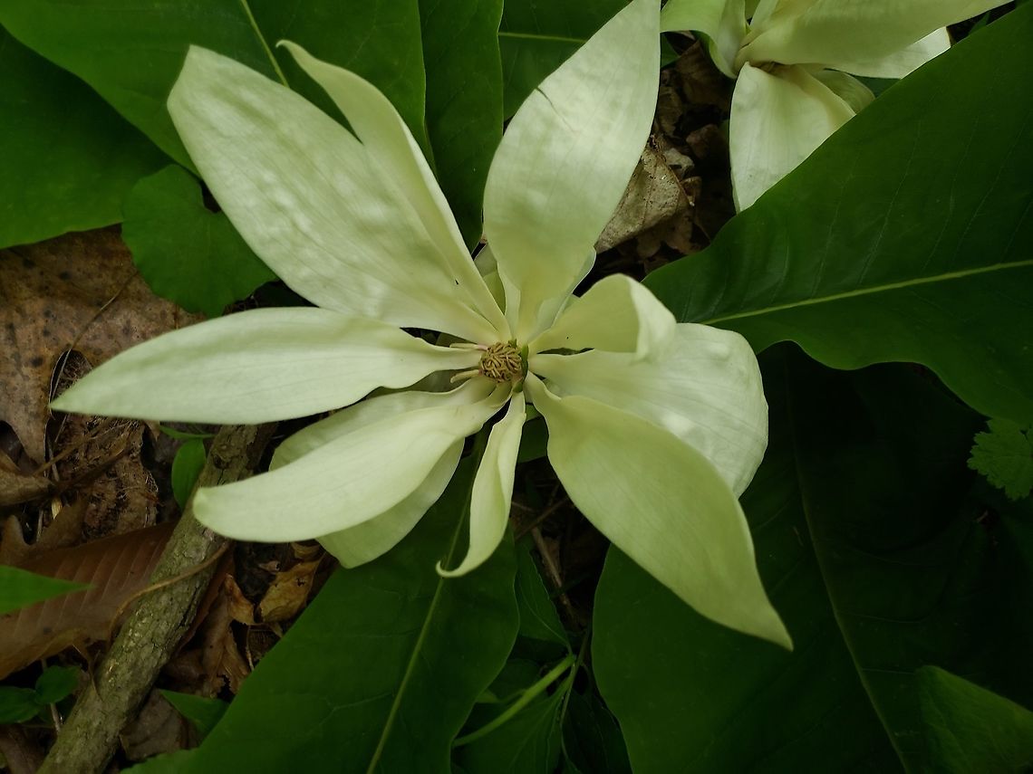 magnolia tripetala This is a picture of a magnolia tripetala at the Mckeldin Area of Patapsco Valley State Park in Marriottsville, Maryland. Geotagged,Magnolia tripetala,Spring,Umbrella magnolia,United States