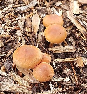 Brick Cap Mushrooms This is a picture of some Brick Cap Mushrooms at Arundel Hills Park in Glen Burnie, Maryland. Brick cap,Fall,Geotagged,Hypholoma lateritium,United States