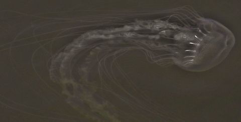 chrysaora chesapeakei This is a picture of a chrysaora chesapeakei at Ferry Point Park on Kent Island near Chester, Maryland. Bay Nettle,Chrysaora chesapeakei,Fall,Geotagged,United States