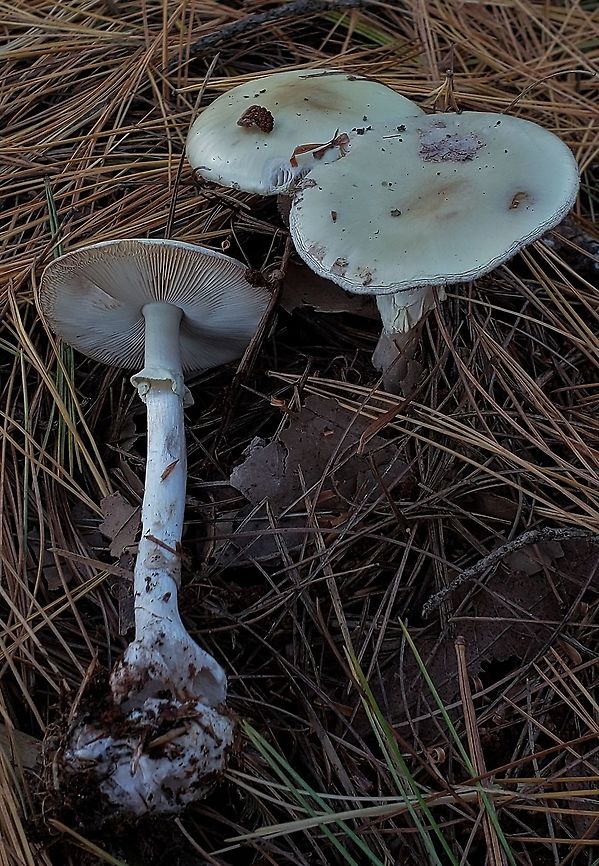 Amanita citrina This is a picture of Amanita citrina on the North Tract of the Patuxent Research Refuge near Fort Meade, Maryland. Amanita citrina,Fall,False death cap,Geotagged,United States