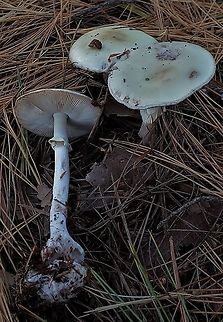 False death cap