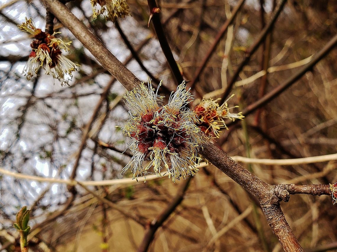 Silver Maple Blooming This is a picture of a Silver Maple at Fort Howard Park in Edgemere, Maryland. Acer saccharinum,Geotagged,Silver maple,United States,Winter