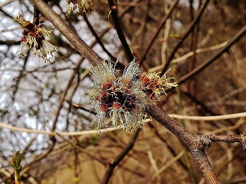 Silver Maple Blooming This is a picture of a Silver Maple at Fort Howard Park in Edgemere, Maryland. Acer saccharinum,Geotagged,Silver maple,United States,Winter