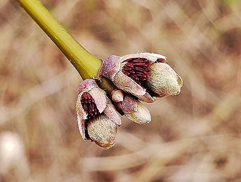 Boxelder Maple At North Point This is a picture of a Boxelder Maple at North Point State Park in Edgemere, Maryland. Acer negundo,Geotagged,United States,Winter