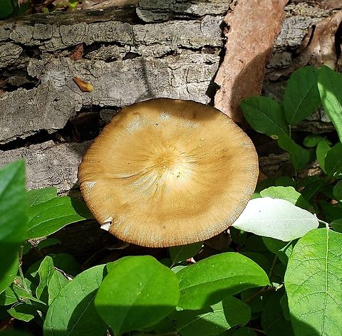 Oudemansiella furfuracea This is a picture of Oudemansiella furfuracea at Queenstown Park in Severn, Maryland. Geotagged,Oudemansiella furfuracea,Spring,United States