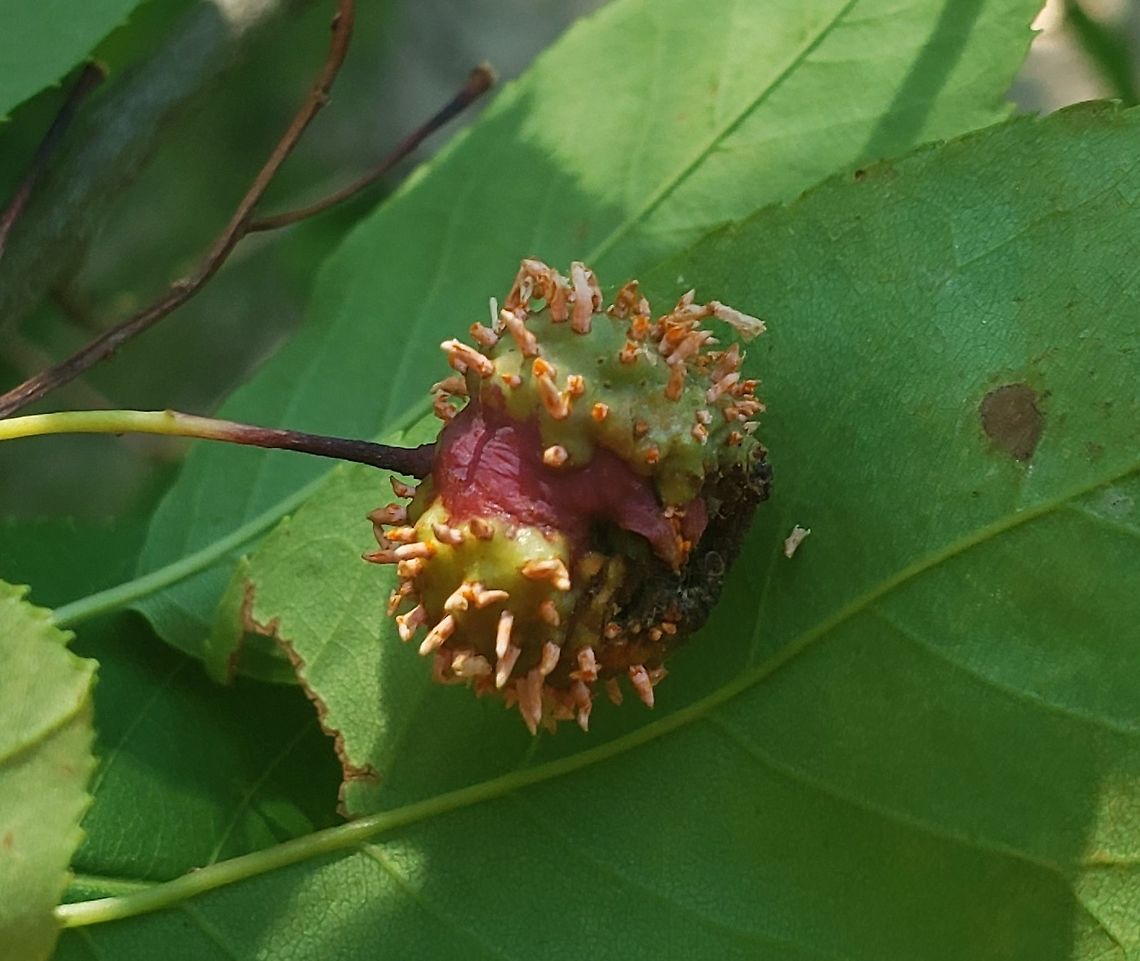 Gymnosporangium clavipes This is a picture of Gymnosporangium clavipes in the woods near Queenstown Park in Severn, Maryland. Geotagged,Gymnosporangium clavipes,Spring,United States