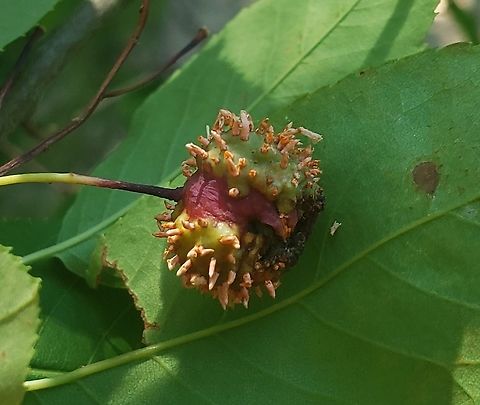 Gymnosporangium clavipes This is a picture of Gymnosporangium clavipes in the woods near Queenstown Park in Severn, Maryland. Geotagged,Gymnosporangium clavipes,Spring,United States