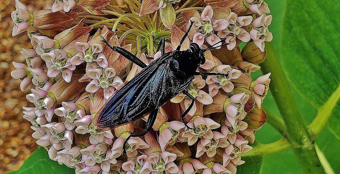 Mydas clavatus This is a picture of a Mydas clavatus on the North Tract of the Patuxent Research Refuge near Fort Meade, Maryland. Clubbed mydas fly,Geotagged,Mydas clavatus,Summer,United States