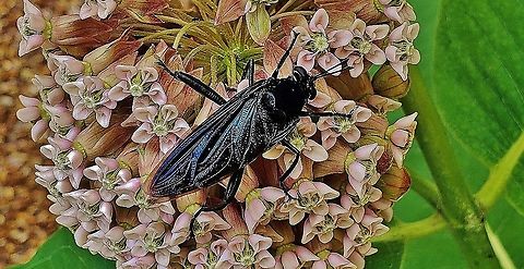Mydas clavatus This is a picture of a Mydas clavatus on the North Tract of the Patuxent Research Refuge near Fort Meade, Maryland. Clubbed mydas fly,Geotagged,Mydas clavatus,Summer,United States