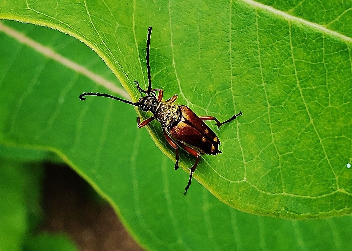 Typocerus velutinus This is a picture of Typocerus velutinus on the North Tract of the Patuxent Research Refuge near Fort Meade, Maryland. Banded Longhorn,Geotagged,Spring,Typocerus velutinus,United States