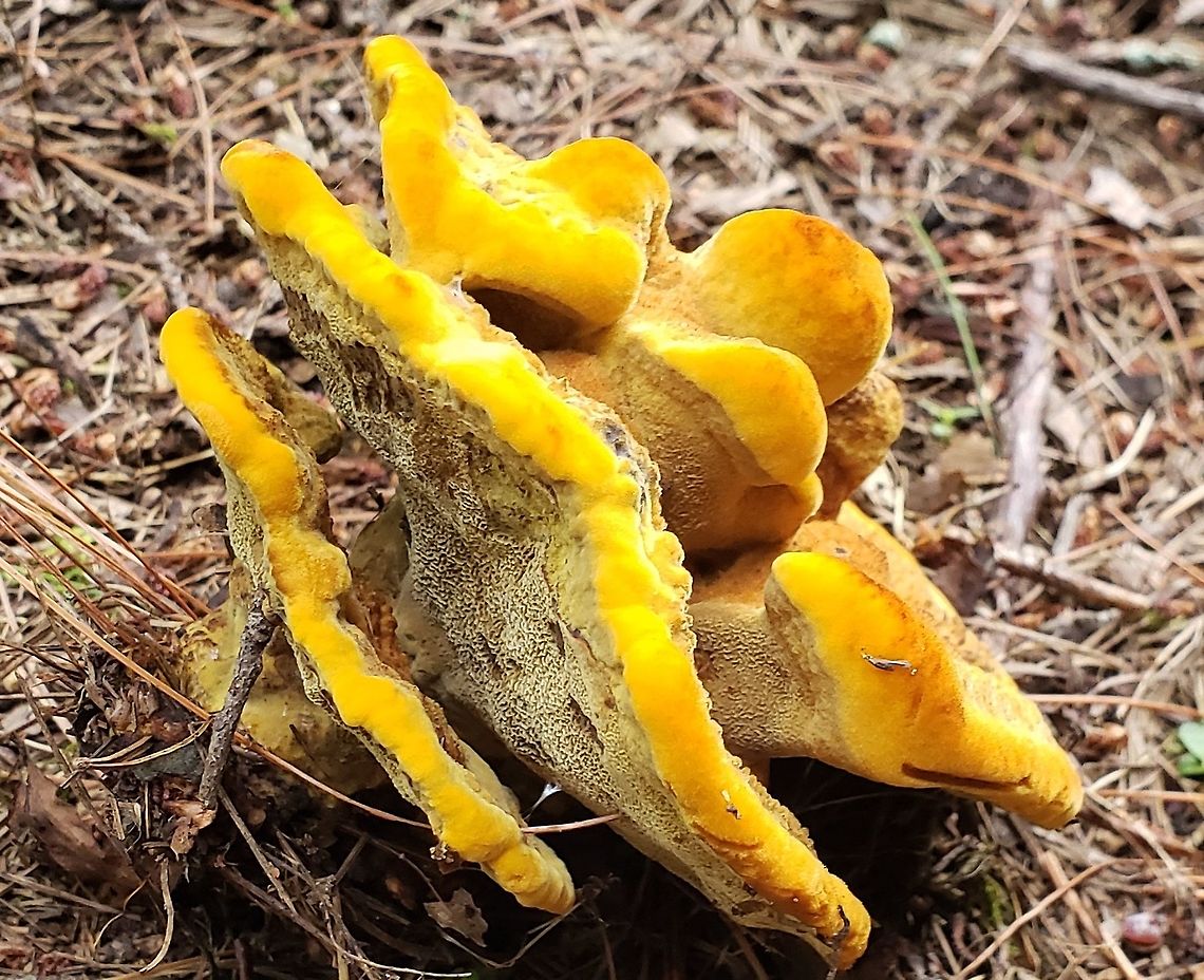 Phaeolus schweinitzii This is a picture of Phaeolus schweinitzii at the Governor Bridge Natural Area in Bowie, Maryland. Geotagged,Phaeolus schweinitzii,Summer,United States,Velvet-top fungus