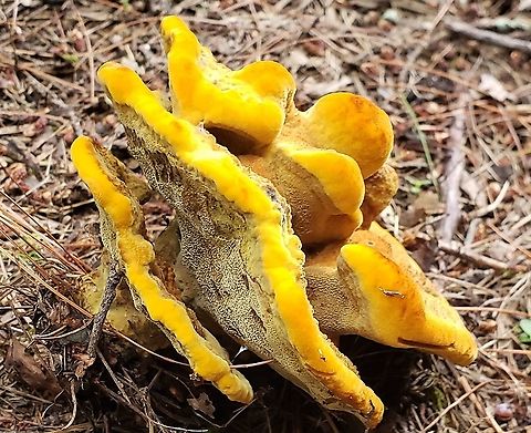 Phaeolus schweinitzii This is a picture of Phaeolus schweinitzii at the Governor Bridge Natural Area in Bowie, Maryland. Geotagged,Phaeolus schweinitzii,Summer,United States,Velvet-top fungus