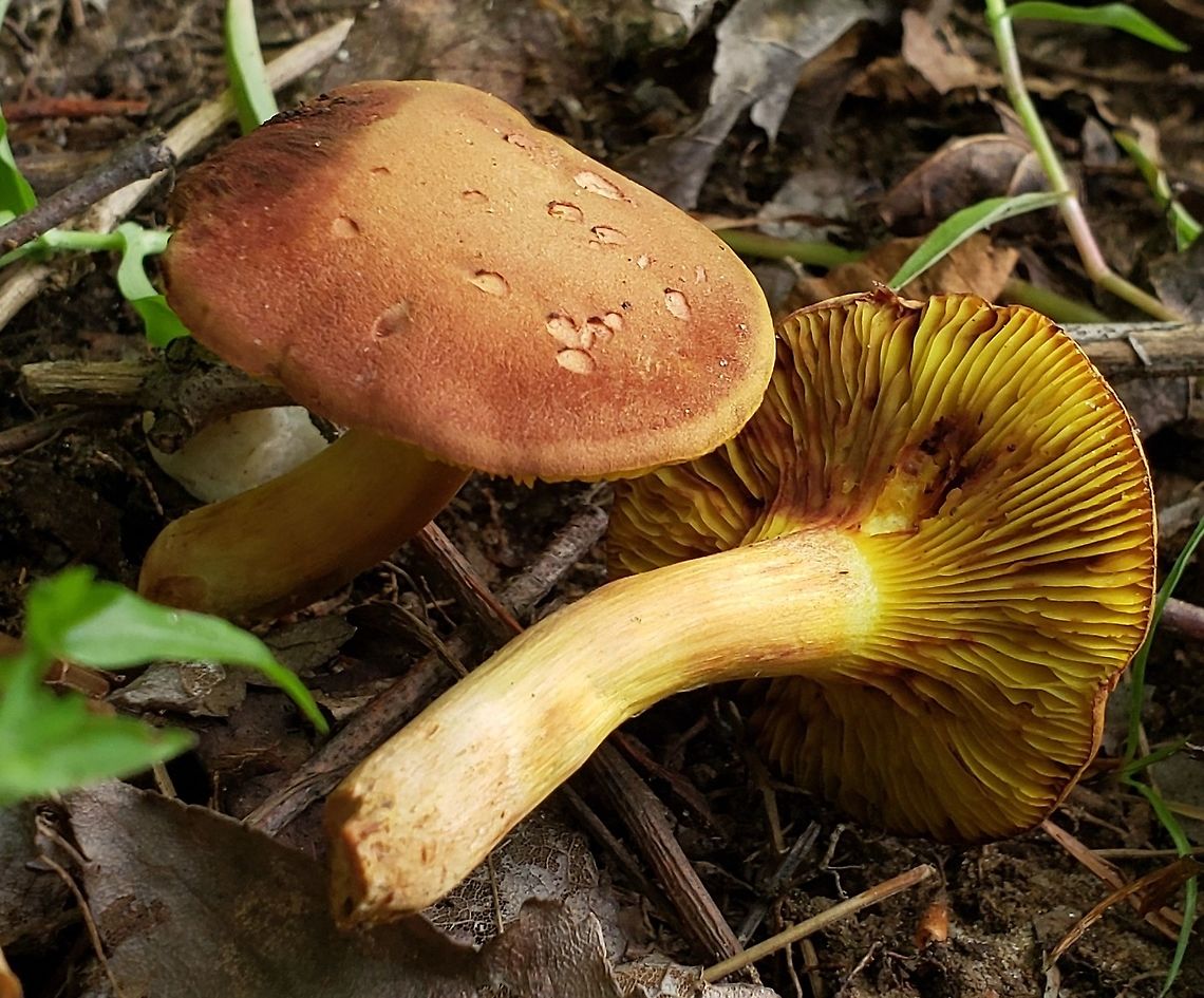golden gilled bolete This is a picture of golden gilled bolete mushrooms at the Governor Bridge Natural Area in Bowie, Maryland. Geotagged,Phylloporus pelletieri,Summer,United States