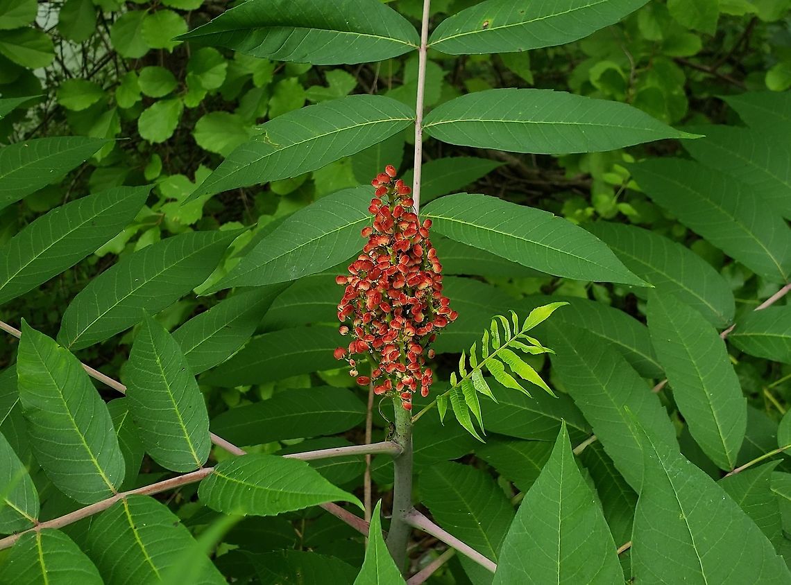 Smooth Sumac This is a picture of Smooth Sumac at the Governor Bridge Natural Area in Bowie, Maryland. Geotagged,Rhus glabra,Smooth sumac,Summer,United States
