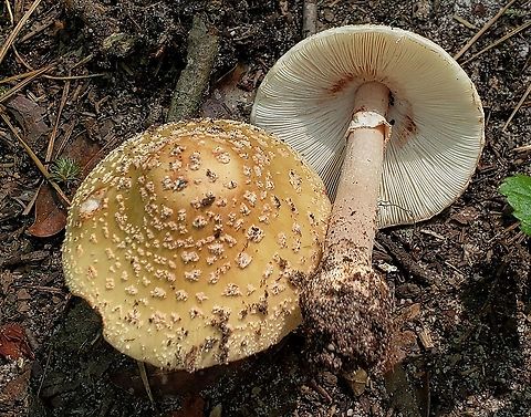 Amanita rubescens This is a picture of Amanita rubescens at Lake Waterford Park in Pasadena, Maryland. Amanita rubescens,Blusher,Geotagged,Summer,United States