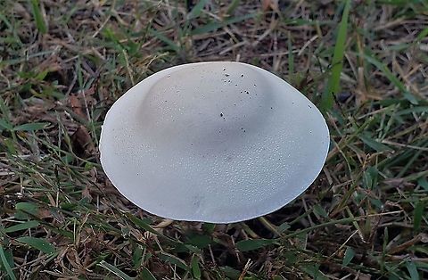 Leucoagaricus leucothites This is a picture of Leucoagaricus leucothites at Fort Smallwood Park in Pasadena, Maryland. Fall,Geotagged,Leucoagaricus leucothites,United States