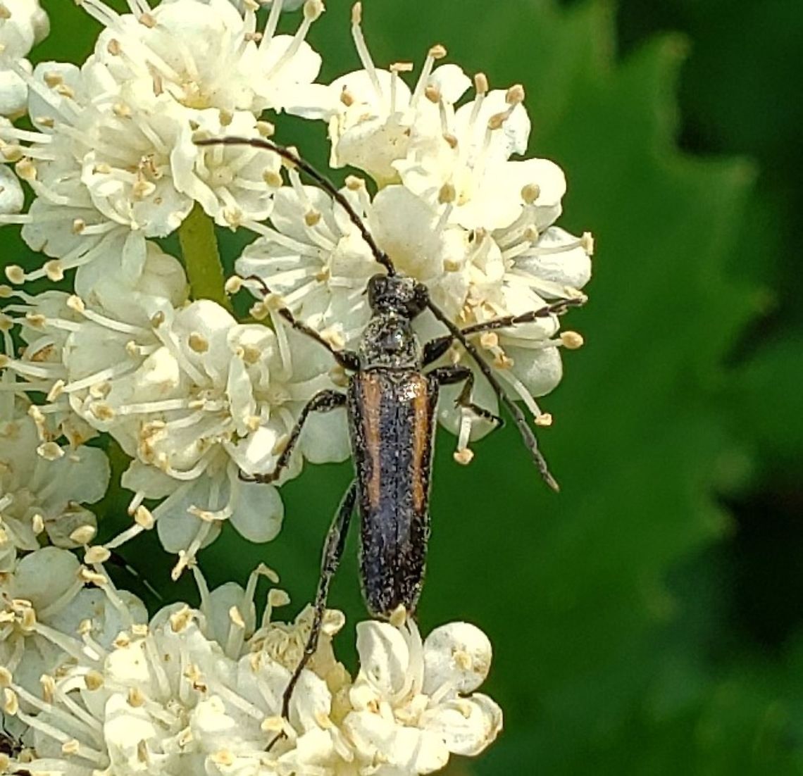 Strangalepta abbreviata This is a picture of Strangalepta abbreviata at the Governor Bridge Natural Area in Bowie, Maryland. Geotagged,Spring,Strangalepta abbreviata,United States