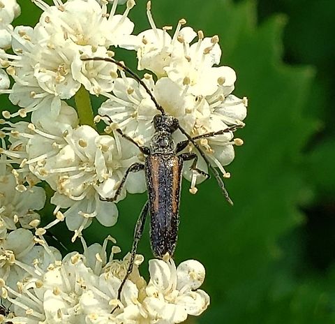 Strangalepta abbreviata This is a picture of Strangalepta abbreviata at the Governor Bridge Natural Area in Bowie, Maryland. Geotagged,Spring,Strangalepta abbreviata,United States