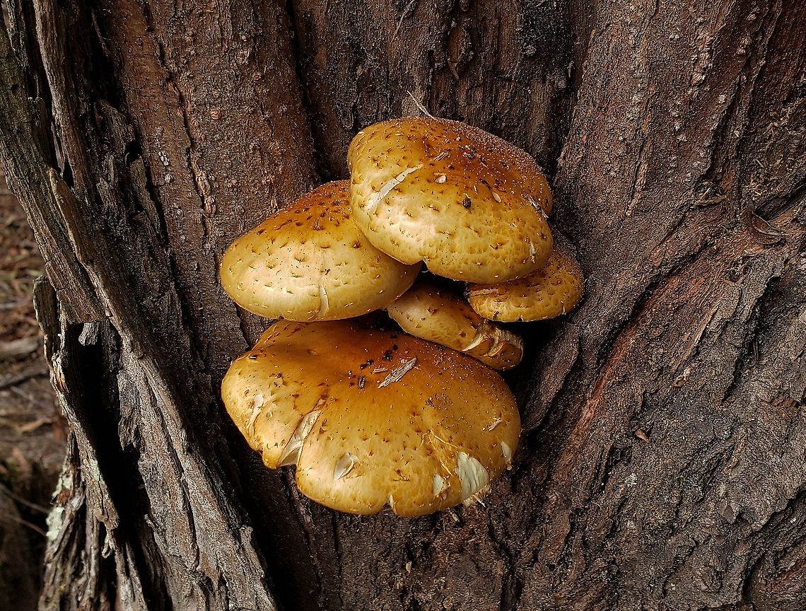 Pholiota aurivella This is a picture of Pholiota aurivella on the North Tract of the Patuxent Research Refuge near Fort Meade, Maryland. Fall,Geotagged,Golden Scalycap,Pholiota aurivella,United States