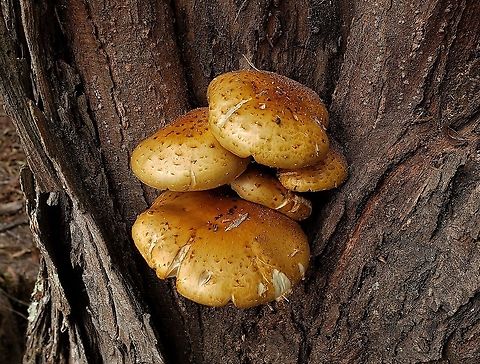Pholiota aurivella This is a picture of Pholiota aurivella on the North Tract of the Patuxent Research Refuge near Fort Meade, Maryland. Fall,Geotagged,Golden Scalycap,Pholiota aurivella,United States