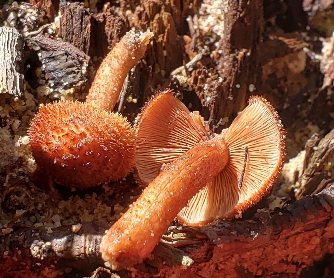 Tricholomopsis formosa This is a picture of a Tricholomopsis formosa at Lake Waterford Park in Pasadena, Maryland. Geotagged,Summer,Tricholomopsis formosa,United States