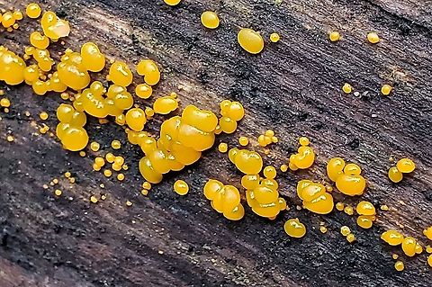 Dacrymyces stillatus This is a picture of Dacrymyces stillatus on the North Tract of the Patuxent Research Refuge near Fort Meade, Maryland. Common Jellyspot,Dacrymyces stillatus,Geotagged,United States,Winter