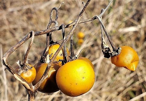 Carolina Horsenettle Berries This is a picture of Carolina Horsenettle Berries on the South Tract of the Patuxent Research Refuge near Laurel, Maryland. Carolina horsenettle,Geotagged,Solanum carolinense,United States,Winter