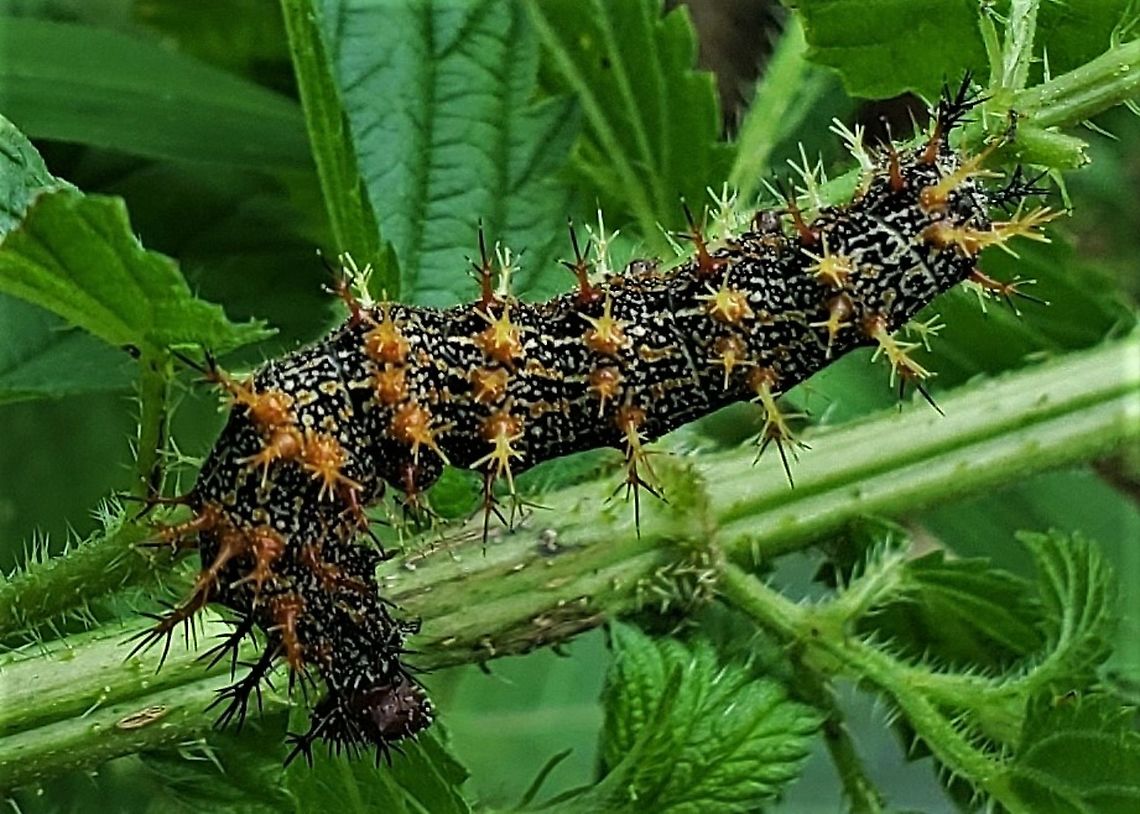 Polygonia interrogationis This is a picture of a Polygonia interrogationis caterpillar at Patapsco Valley State Park near Elkridge, Maryland. Geotagged,Polygonia interrogationis,Question Mark,Summer,United States