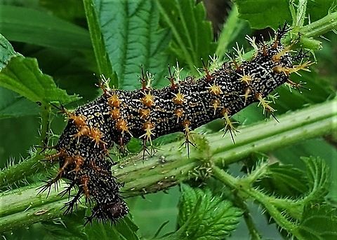 Polygonia interrogationis This is a picture of a Polygonia interrogationis caterpillar at Patapsco Valley State Park near Elkridge, Maryland. Geotagged,Polygonia interrogationis,Question Mark,Summer,United States