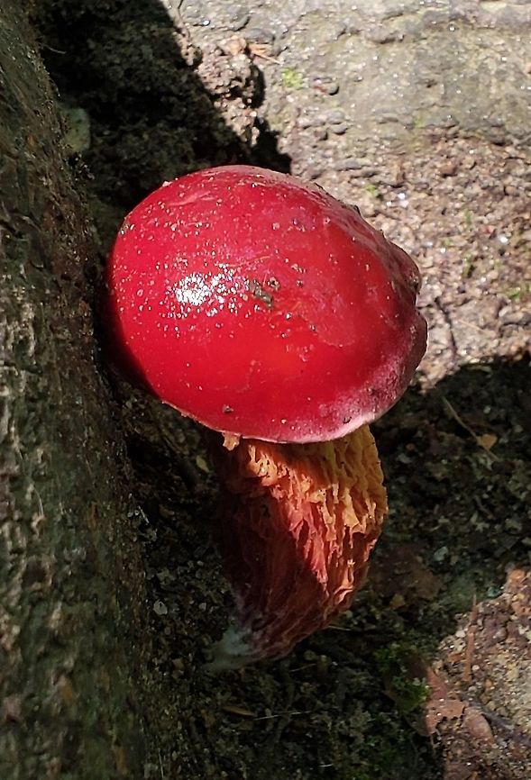 Frost's Bolete This is a picture of a Frost&#039;s Bolete at Patapsco Valley State Park in Howard County, Maryland. Butyriboletus frostii,Frost's Bolete,Geotagged,Summer,United States