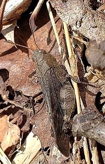 Sulphur-winged Grasshopper