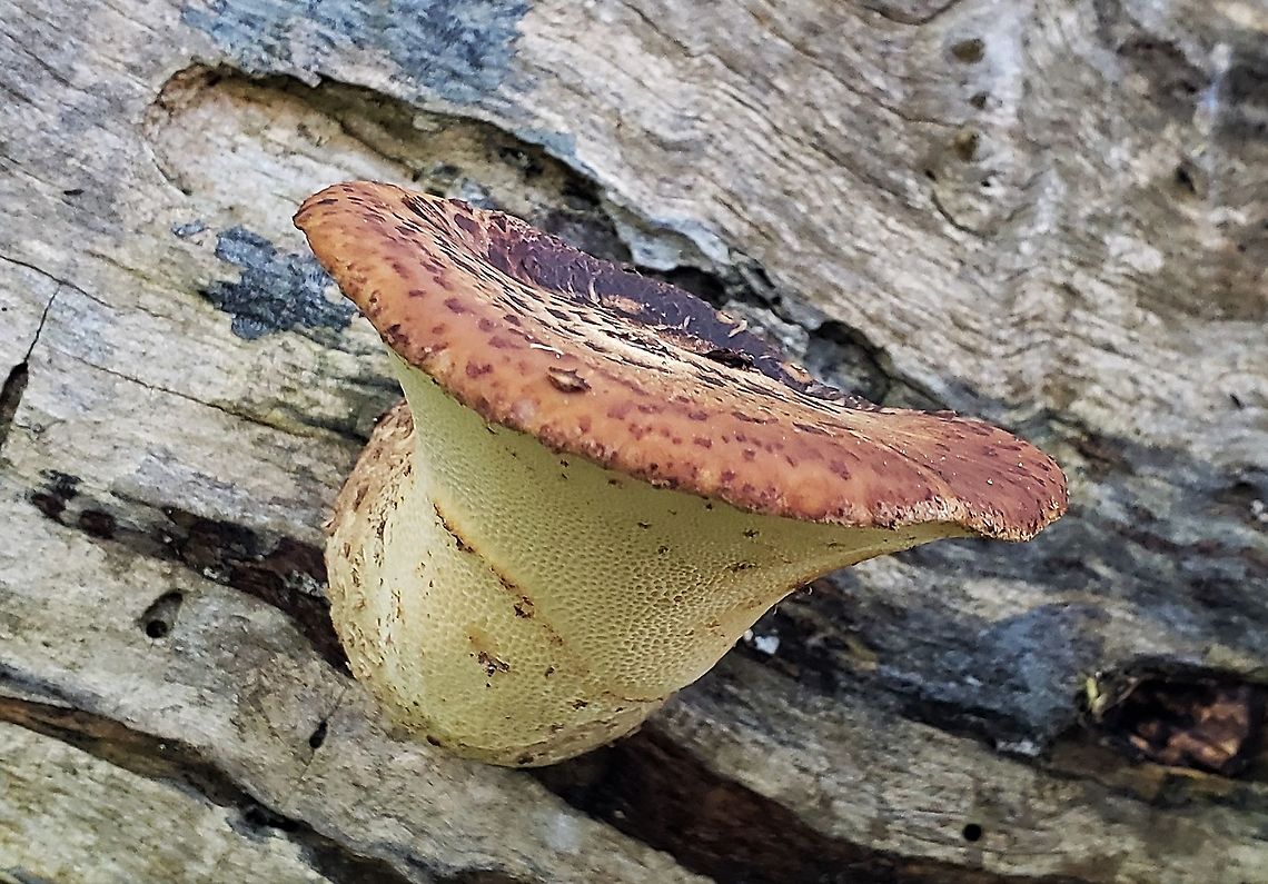 Dryad's Saddle This is a picture of a Dryad&#039;s Saddle mushroom at the Mckeldin Area of Patapsco Valley State Park in Marriottsville, Maryland. Dryad's Saddle,Geotagged,Polyporus squamosus,Spring,United States