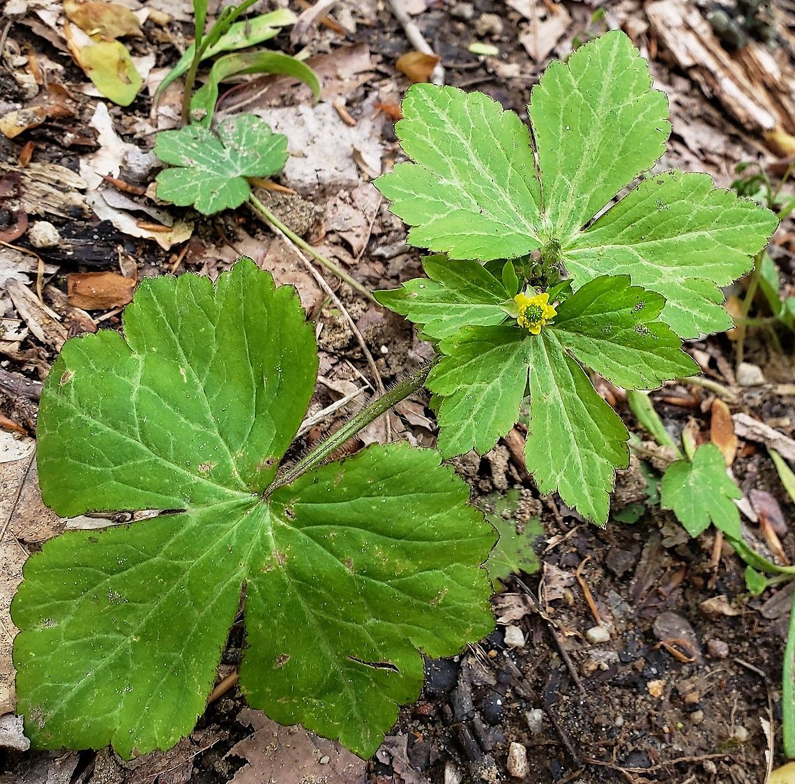 Ranunculus recurvatus This is a picture of Ranunculus recurvatus at the Mckeldin Area of Patapsco Valley State Park in Marriottsville, Maryland. Geotagged,Hooked crowfoot,Ranunculus recurvatus,Spring,United States
