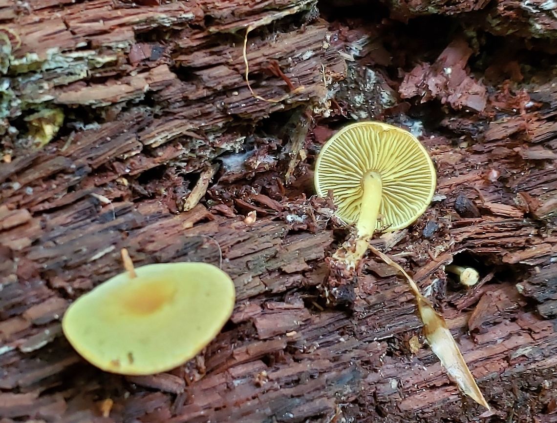 Callistosporium luteo-olivaceum This is a picture of Callistosporium luteo-olivaceum at the Mckeldin Area of Patapsco Valley State Park in Marriottsville, Maryland. Callistosporium luteo-olivaceum,Geotagged,Spring,United States