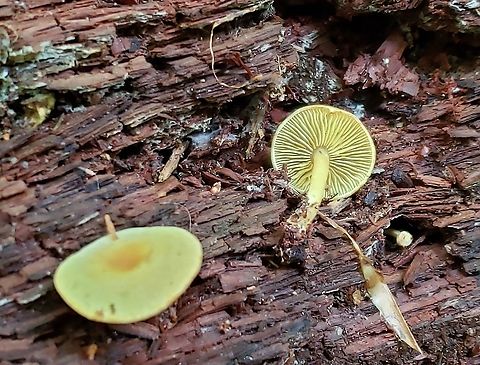 Callistosporium luteo-olivaceum