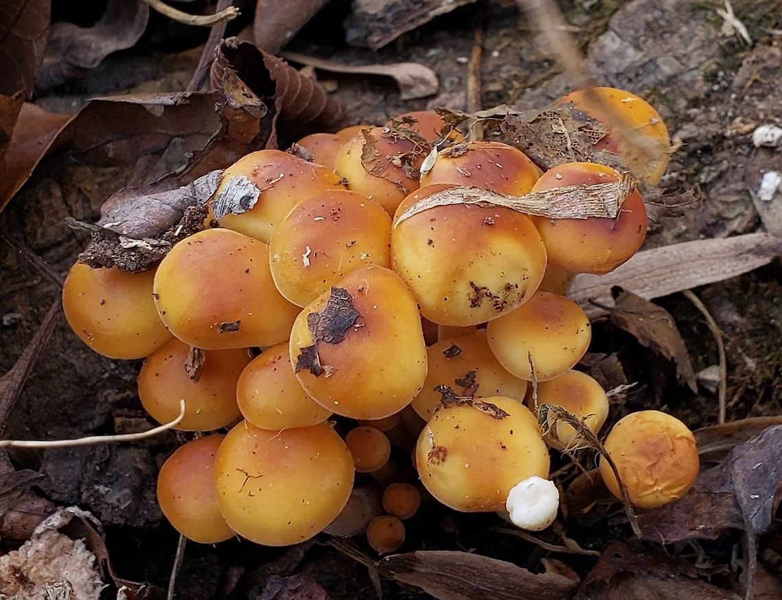 Velvet Foot Mushrooms This is a picture of some Velvet Foot Mushrooms at the Mckeldin Area of Patapsco Valley State Park in Marriottsville, Maryland. Enoki,Fall,Flammulina velutipes,Geotagged,United States