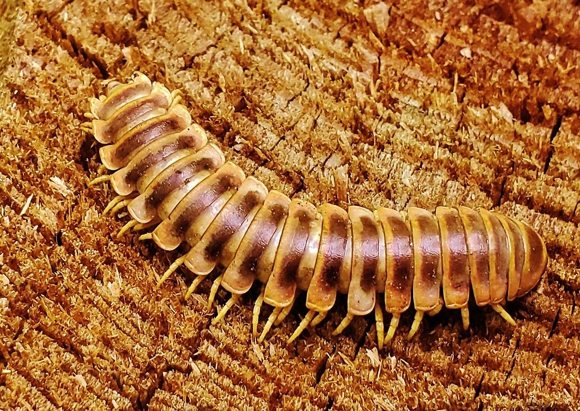 Apheloria virginiensis This is a picture of a Apheloria virginiensis at the Mckeldin Area of Patapsco Valley State Park in Marriottsville, Maryland. Apheloria virginiensis,Geotagged,Spring,United States
