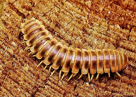 Apheloria virginiensis This is a picture of a Apheloria virginiensis at the Mckeldin Area of Patapsco Valley State Park in Marriottsville, Maryland. Apheloria virginiensis,Geotagged,Spring,United States