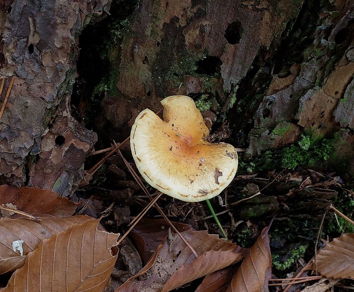 Pholiota spumosa This is a picture of Pholiota spumosa on the South Tract of the Patuxent Research Refuge near Laurel, Maryland. Fall,Geotagged,Pholiota spumosa,United States