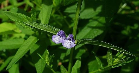 Scutellaria galericulata This is a picture of Scutellaria galericulata at Fort Smallwood Park in Pasadena, Maryland. Geotagged,Marsh Skullcap,Scutellaria galericulata,Spring,United States