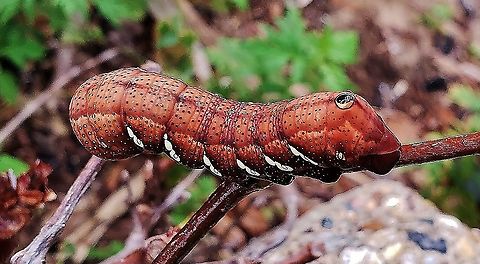 Achemon Sphinx Caterpillar This is a picture of an Achemon Sphinx caterpillar at Fort Smallwood Park in Pasadena, Maryland. Achemon sphinx,Eumorpha achemon,Geotagged,Summer,United States