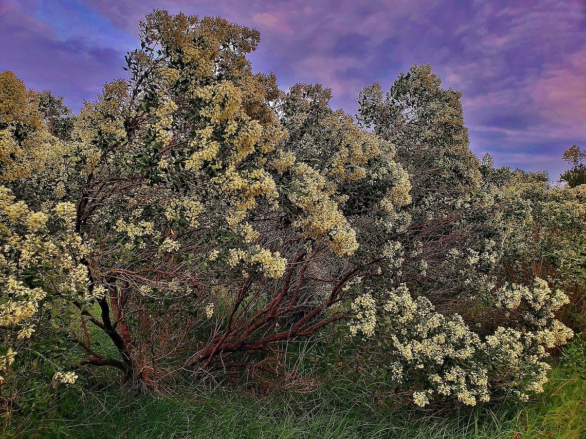 Baccharis halimifolia This is a picture of Baccharis halimifolia at Fort Smallwood Park in Pasadena, Maryland.<br />
 Baccharis halimifolia,Fall,Geotagged,Groundsel Tree,United States