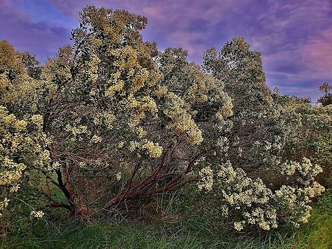 Baccharis halimifolia This is a picture of Baccharis halimifolia at Fort Smallwood Park in Pasadena, Maryland.
 Baccharis halimifolia,Fall,Geotagged,Groundsel Tree,United States